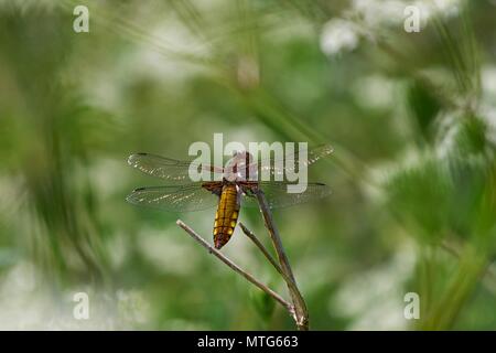 Weibliche Plattbauch Libelle, Libellula depressa im Cow Petersilie, Loynton Moss, Staffordshire Stockfoto