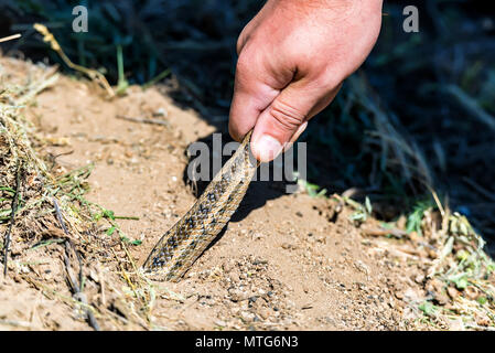 Hand hält Steppe ratsnake oder elaphe Dione Stockfoto