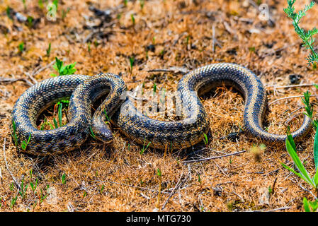 Steppe ratsnake oder elaphe Dione auf dem Boden Stockfoto