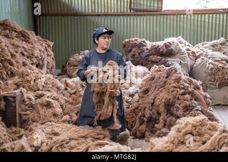 Arequipa, Peru - 16. Oktober 2015: einer Frau mit Alpaka Fasern in einem Alpaka Wolle Processing Facility Stockfoto