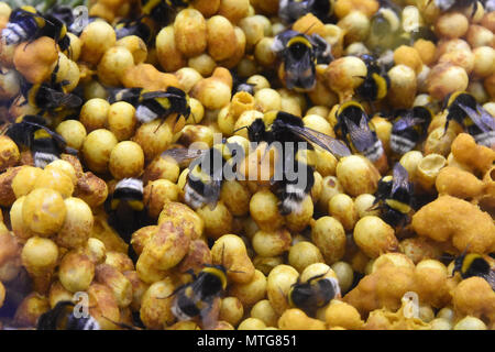 Bumble Bee Nest Stockfoto