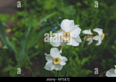 Einzelne Blume Narzisse schließen bis auf braunem Hintergrund. Farbenfrohe Narzissen im Garten wächst. Stockfoto