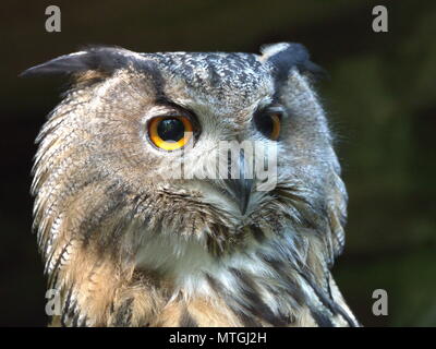 Eurasische Adler-Eule Stockfoto