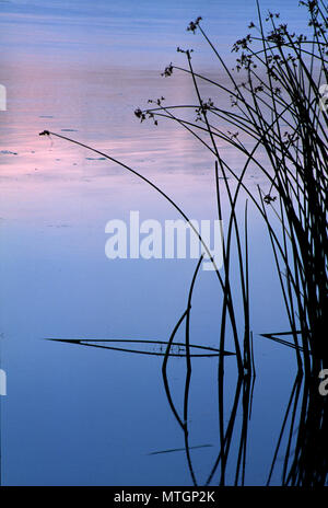 Rohrkolben in Burbank Slough, McNary National Wildlife Refuge, Washington Stockfoto