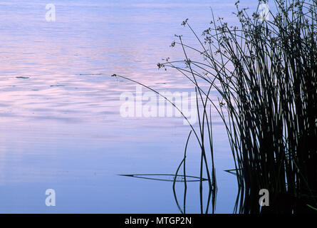 Rohrkolben in Burbank Slough, McNary National Wildlife Refuge, Washington Stockfoto