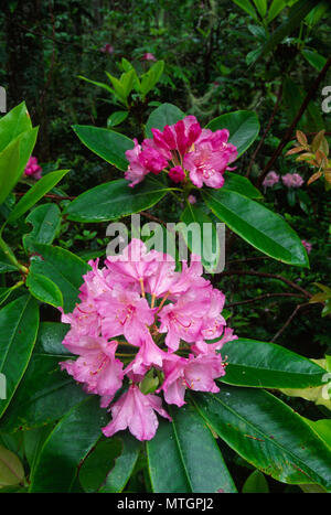 Pacific Rhododendron (Rhododendron macrophyllum) im Wald auf Mt Walker, Olympic National Forest, Washington Stockfoto