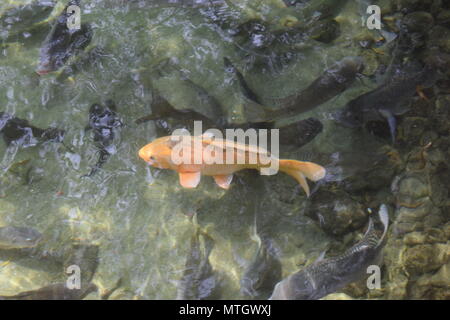 Fische Aquarium in einem Park Stockfoto