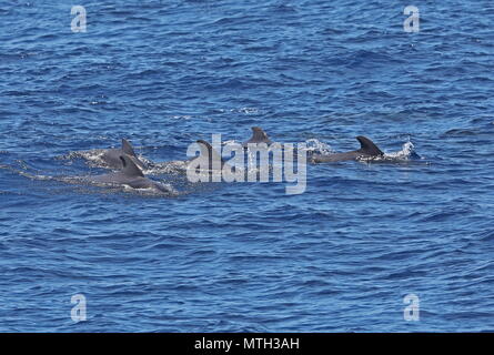 Kurzflossen-grindwal (GLOBICEPHALA MACRORHYNCHUS) pod Schwimmen in enger Formation Kanarischen Inseln, Atlantik kann Stockfoto