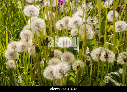 Close Up, Löwenzahn, Taraxacum, Kreide Hochland Grünland Salisbury Plain, in der Nähe der Tilshead, Wiltshire, England, Großbritannien Stockfoto