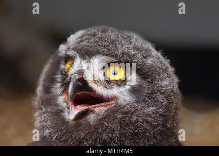 Küken der Eurasischen Uhu-Detail Bild von Kopf mit großen, gelben Augen und Raptor Schnabel Stockfoto
