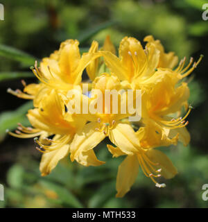 Gelbe geißblatt Azalee, Nahaufnahme Stockfoto