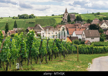 Trauben wächst in Zeilen in die Felder von Burgund, weinherstellung Geschäft in Frankreich, frischen, grünen Hintergrund. Bergheim (Bas-Rhin, Elsass, Frankreich) Stockfoto