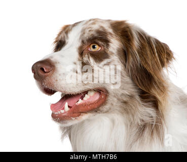 Australian Shepherd (11 Monate) vor weißem Hintergrund Stockfoto