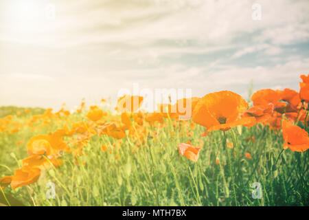 Mohn Blumen Retro Vintage Sommer Hintergrund, geringe Tiefenschärfe mit roten Blumen auf grünem Hintergrund. Wiese mit schönen hellen roten Mohn f Stockfoto