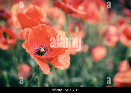 Mohn Blumen Retro Vintage Sommer Hintergrund, geringe Tiefenschärfe mit roten Blumen auf grünem Hintergrund. Wiese mit schönen hellen roten Mohn f Stockfoto