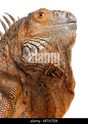 Close-up auf Grüner Leguan - Iguana iguana (6 Jahre alt) vor weißem Hintergrund Stockfoto
