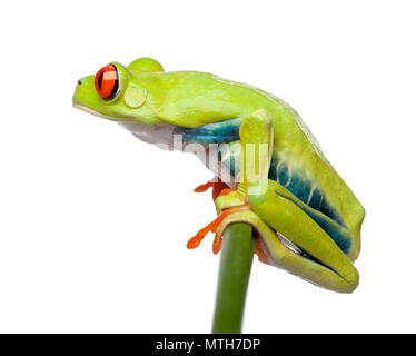 Rotäugigen Baumfrosch auf Gras thront, Agalychnis callidryas, vor weißem Hintergrund, Studio shot Stockfoto