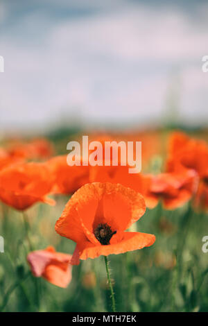 Mohn Blumen Retro Vintage Sommer Hintergrund, geringe Tiefenschärfe mit roten Blumen auf grünem Hintergrund. Wiese mit schönen hellen roten Mohn f Stockfoto