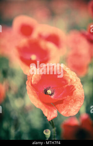 Mohn Blumen Retro Vintage Sommer Hintergrund, geringe Tiefenschärfe mit roten Blumen auf grünem Hintergrund. Wiese mit schönen hellen roten Mohn f Stockfoto