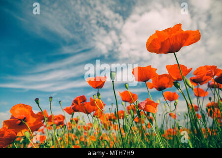 Mohn Blumen Retro Vintage Sommer Hintergrund, geringe Tiefenschärfe mit roten Blumen auf grünem Hintergrund. Wiese mit schönen hellen roten Mohn f Stockfoto