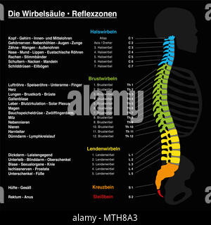 Die Reflexzonen der Wirbelsäule mit der Beschreibung der entsprechenden internen Organe und Körperteile, und mit Namen und Nummern der Backbone. Deutsche Namen! Stockfoto