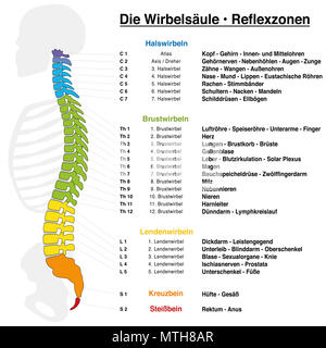 Backbone reflexzonenmassage Plan mit genauer Beschreibung der entsprechenden inneren Organe und Körperteile, und mit Namen und Nummern. Deutsche Namen! Stockfoto