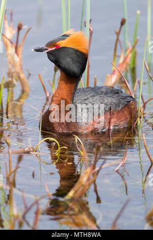 Horned Grebe (Podiceps auritus), Erwachsene schwimmen in einem Teich Stockfoto