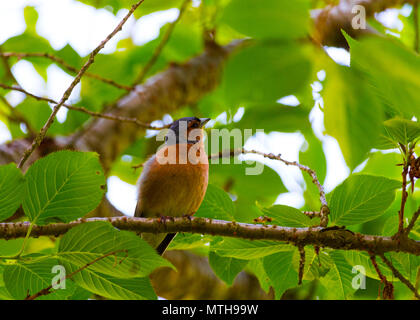 Schöne Fotos von Finch Vogel in seinem natürlichen Lebensraum! Meine andere Seite fängt so zu sehen! Stockfoto