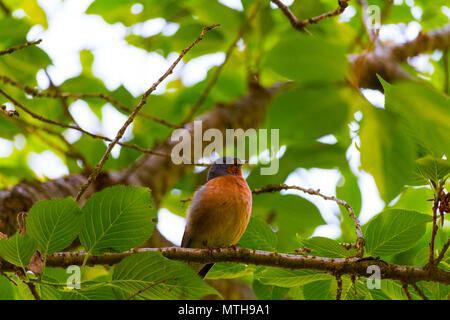 Schöne Fotos von Finch Vogel in seinem natürlichen Lebensraum! Meine andere Seite fängt so zu sehen! Stockfoto