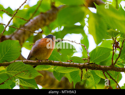 Schöne Fotos von Finch Vogel in seinem natürlichen Lebensraum! Meine andere Seite fängt so zu sehen! Stockfoto