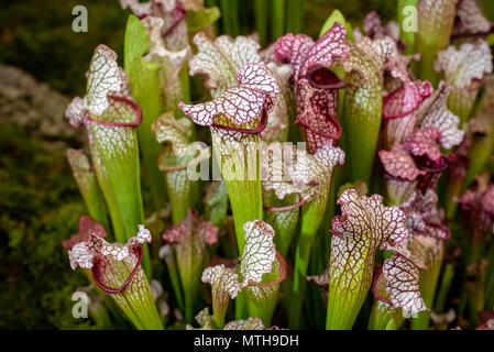 Fleischfressende Pflanzen. Sarracenia hybride cv Bella Kannenpflanze. Stockfoto