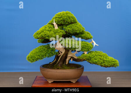 Bonsai. Chinesischer Wacholder Juniperus chinensis 'itoigawa' Treibholz Stil. Stockfoto