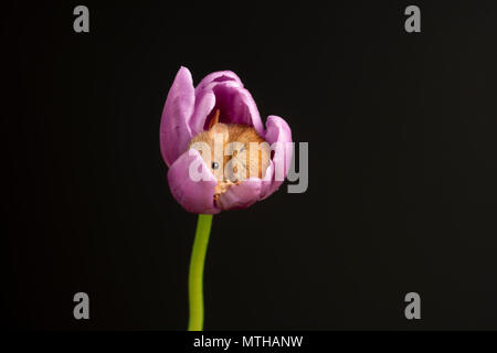 Eine kleine Ernte Maus eingerollte Schlafen ina Tulip Stockfoto