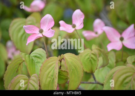 Rosa blühende Hartriegel - Cornus Kousa Satomi Stockfoto