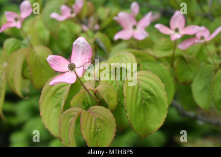 Rosa blühende Hartriegel - Cornus Kousa Satomi Stockfoto