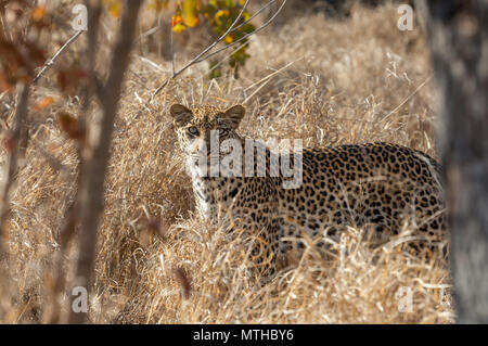 Ein wachsames männlichen Afrikanischen Savanne Leopard im hohen Gras des Sabi Sands Game Reserve Stockfoto