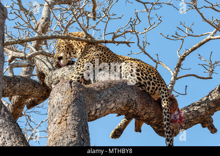 Hoch oben in einem Baum, ein männlicher Leopard reinigt sich nach der Mahlzeit, beim Sitzen auf die Überreste der töten! Stockfoto