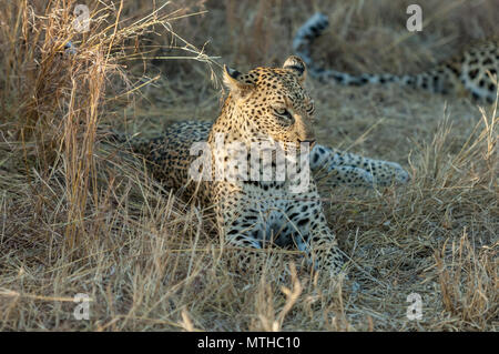 Eine weibliche Afrikanische Leopard ruhen im Schatten des großen Savanne Gras an Sabi Sand Game Reserve Stockfoto
