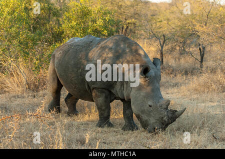 Ein südliches Weißes Nashörner, der auf der Savanne in Sabi grast Sands Game Reserve Stockfoto