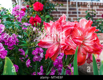 Pfirsich, Coral double-Blütenblatt Amaryllis mit Cascading Excellenz von Schubert antike Rosen vor Blume Grenze bei Sonnenuntergang. Brick House Hintergrund. Stockfoto