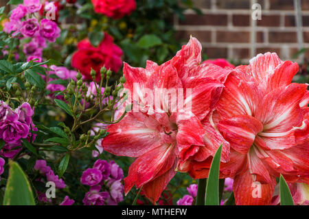 Pfirsich, Coral double-Blütenblatt Amaryllis mit Cascading Excellenz von Schubert antike Rosen vor Blume Grenze bei Sonnenuntergang. Brick House Hintergrund. Stockfoto