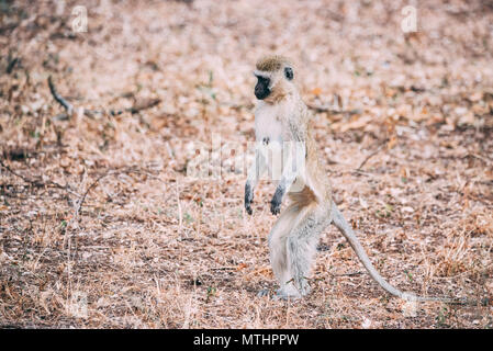 Meerkatze verwirrt Stockfoto