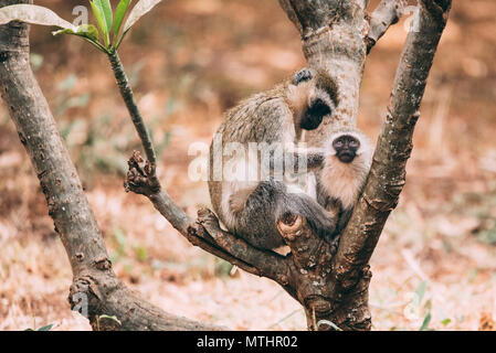 Meerkatze Grooming Stockfoto