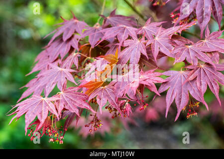 Thunb Acer palmatum, Japanischer Ahorn Blätter, Nahaufnahme Stockfoto