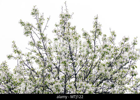 Ein blühender Baum mit zarten weißen Blüten und frischen grünen Blättern vor einem hellen, bewölkten Himmel. Stockfoto