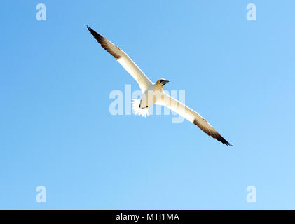 Eine nördliche Gannett fliegen in einem klaren blauen Himmel. Stockfoto