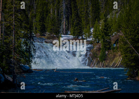 Im freien Ausblick auf den kleinen Wasserfall im Fluß im Yellowstone National Park, umgeben von Pinien und Vegetation im Wald Stockfoto