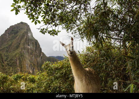 Blick auf Lamas bei Machu Picchu in Peru Stockfoto