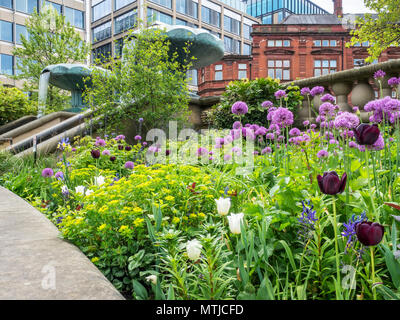 Alliums in Blume am Frieden Gärten in Sheffield City Centre South Yorkshire England Stockfoto