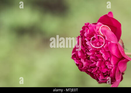 Trauringe Nahaufnahme Makro auf Rosa, Rot peony Bud. Kopieren Sie Platz. Pfingstrose mit zwei goldene Ringe auf grünem Hintergrund isoliert. Platz kopieren Stockfoto